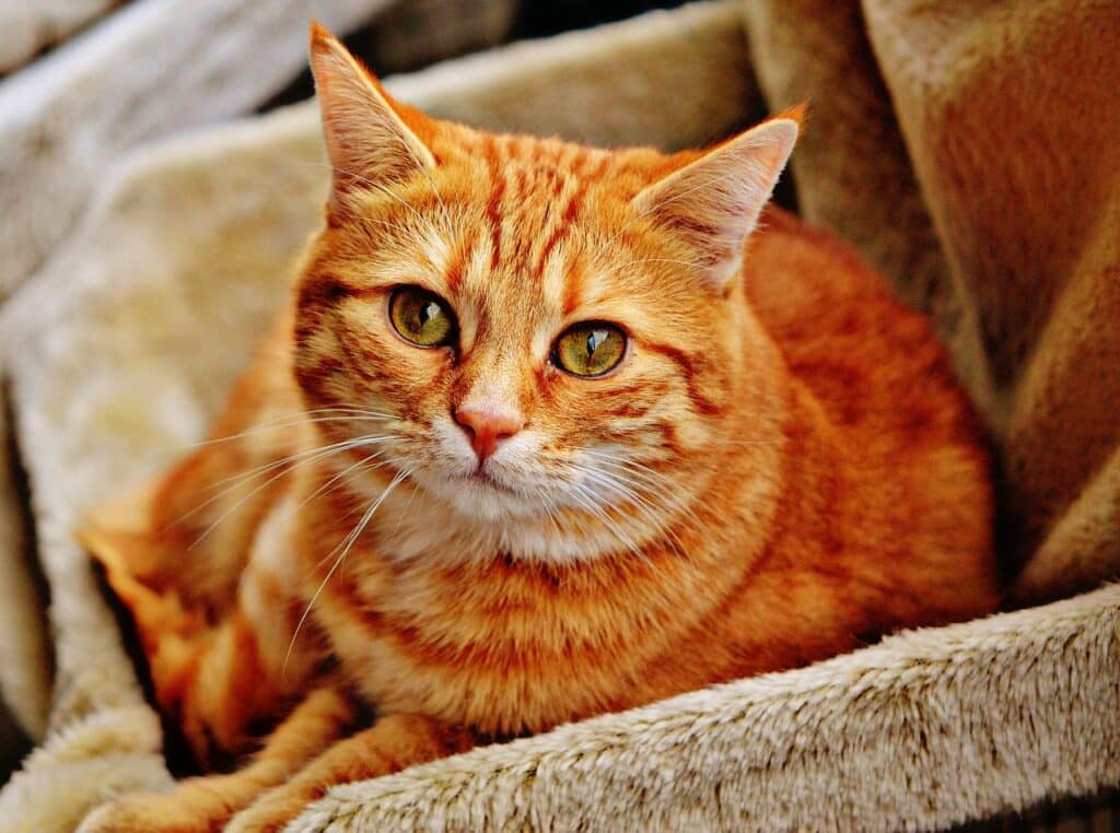 cat-poisoning-symptoms-causes-pet-care